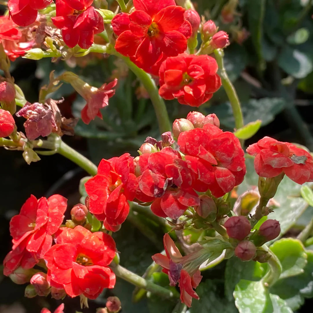 Organic Kalanchoe herb seeds