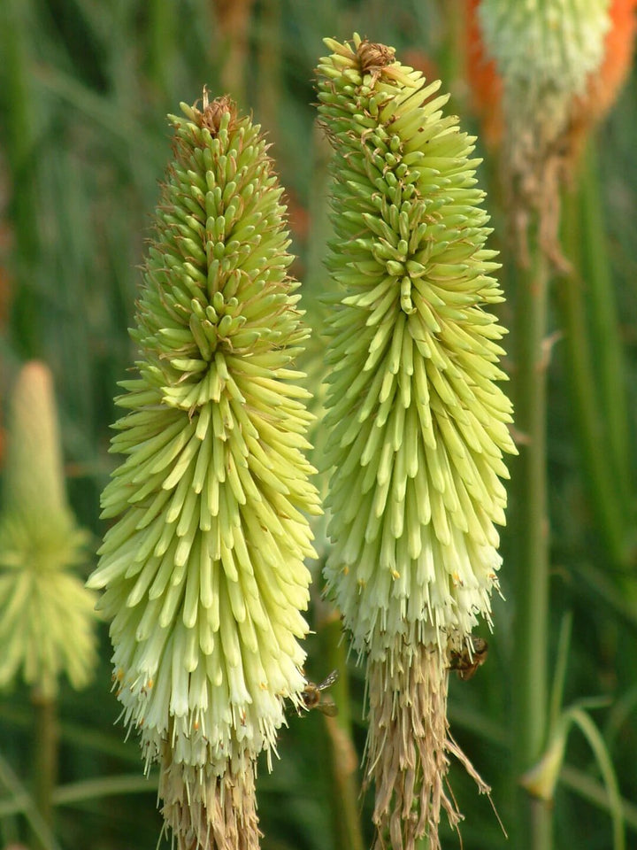 Kniphofia Flower Seeds Green – Heirloom, Non-GMO, High Germination Seeds for Planting