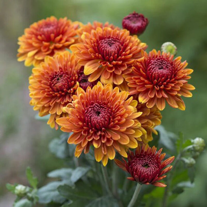 Semillas de flores de crisantemo rojo anaranjado para plantar – Orgánicas, sin OMG, de alta germinación, semillas de jardín de reliquia
