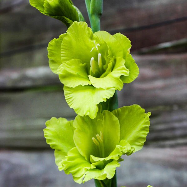 Green Gladiolus Flower Seeds – Heirloom, Non-GMO, High Germination Seeds