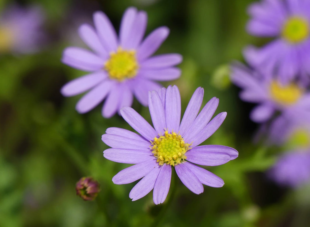 Purple Daisy Flower Seeds for Planting Heirloom Non-GMO High Germination Organic Garden Seeds