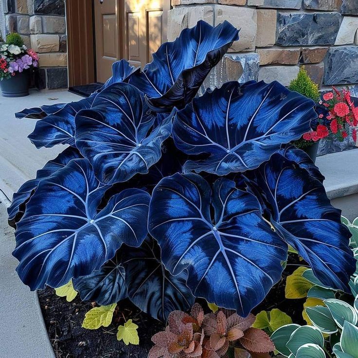 Dark Blue Caladium Seeds – Heirloom, Non-GMO, High Germination Organic Garden Seeds for Planting