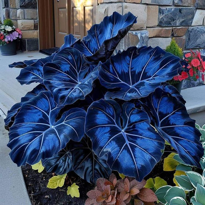 Dark Blue Caladium Seeds – Heirloom, Non-GMO, High Germination Organic Garden Seeds for Planting