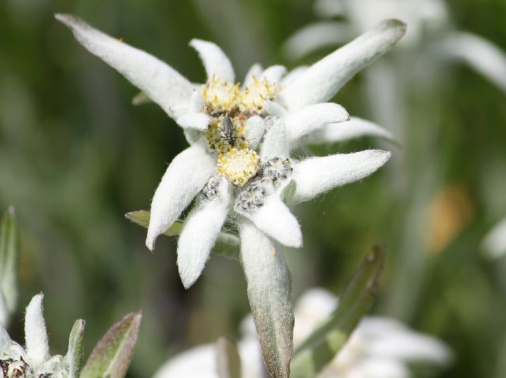 Edelweiß Blumensamen Weiß – Alte Sorte Gentechnikfrei Hohe Keimrate Samen