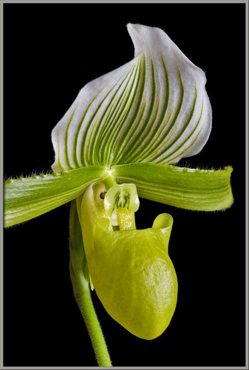 Green Cypripedium Flower Seeds – Heirloom, Non-GMO, High Germination Seeds