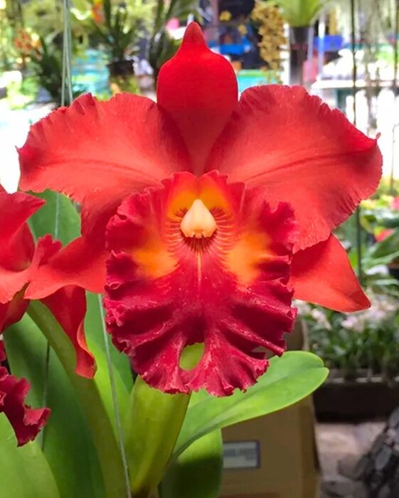 Semillas de Orquídea Cattleya Roja para Sembrar – Herencia No-GMO Alta Germinación