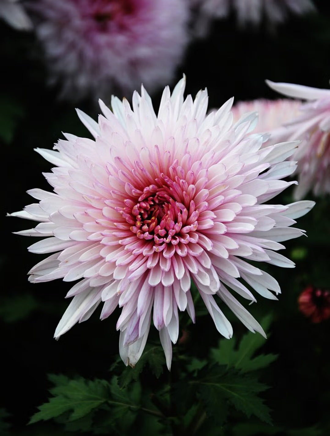 Pink White Chrysanthemum Flower Seeds Heirloom Non-GMO High Germination Organic Garden Seeds for Planting