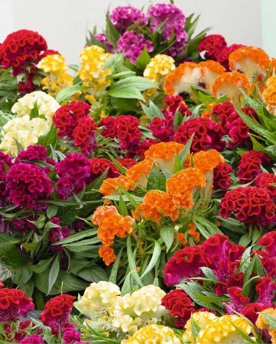 Mixed Cockcomb Flower Seeds for Planting – Heirloom Non-GMO High Germination Seeds