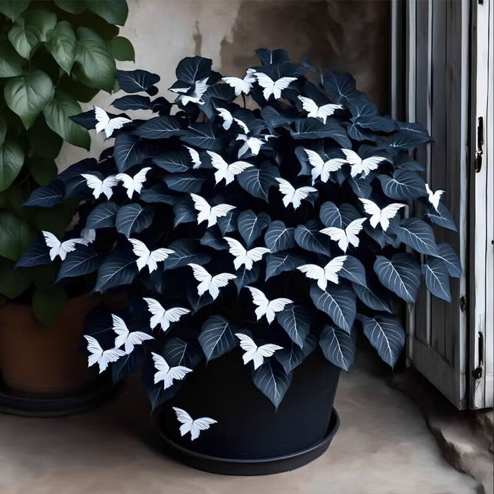Moonlight Butterfly Begonia - White Seeds for Planting | Heirloom Non-GMO Organic Garden Seeds