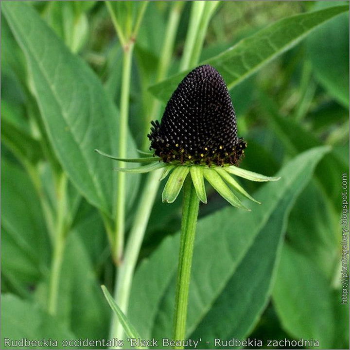 Black Rudbeckia Flower Seeds for Planting – Heirloom Non-GMO High Germination Seeds