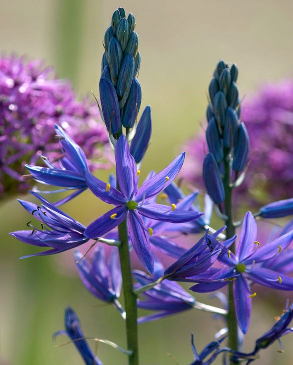 Blue Camassia Flower Seeds – Heirloom, Non-GMO Seeds for Planting, High Germination Organic Garden Seeds