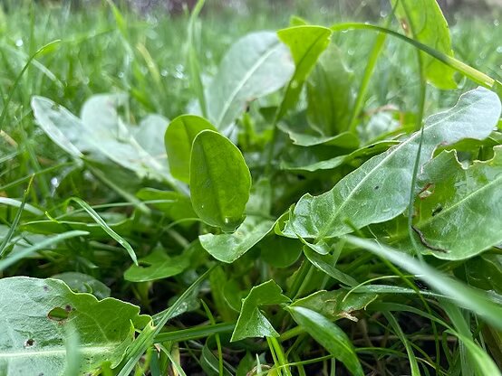French Sorrel Rumex Acetosa Seeds – Nutrient-Rich Herbs - Heirloom &amp; Non-GMO Seeds for Planting