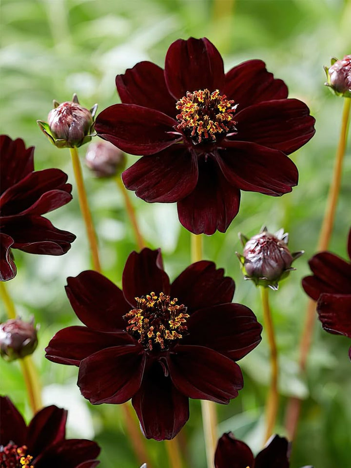 Chocolate Cosmos Flower Seeds for Planting – Heirloom, Non-GMO, High Germination Organic Garden Seeds