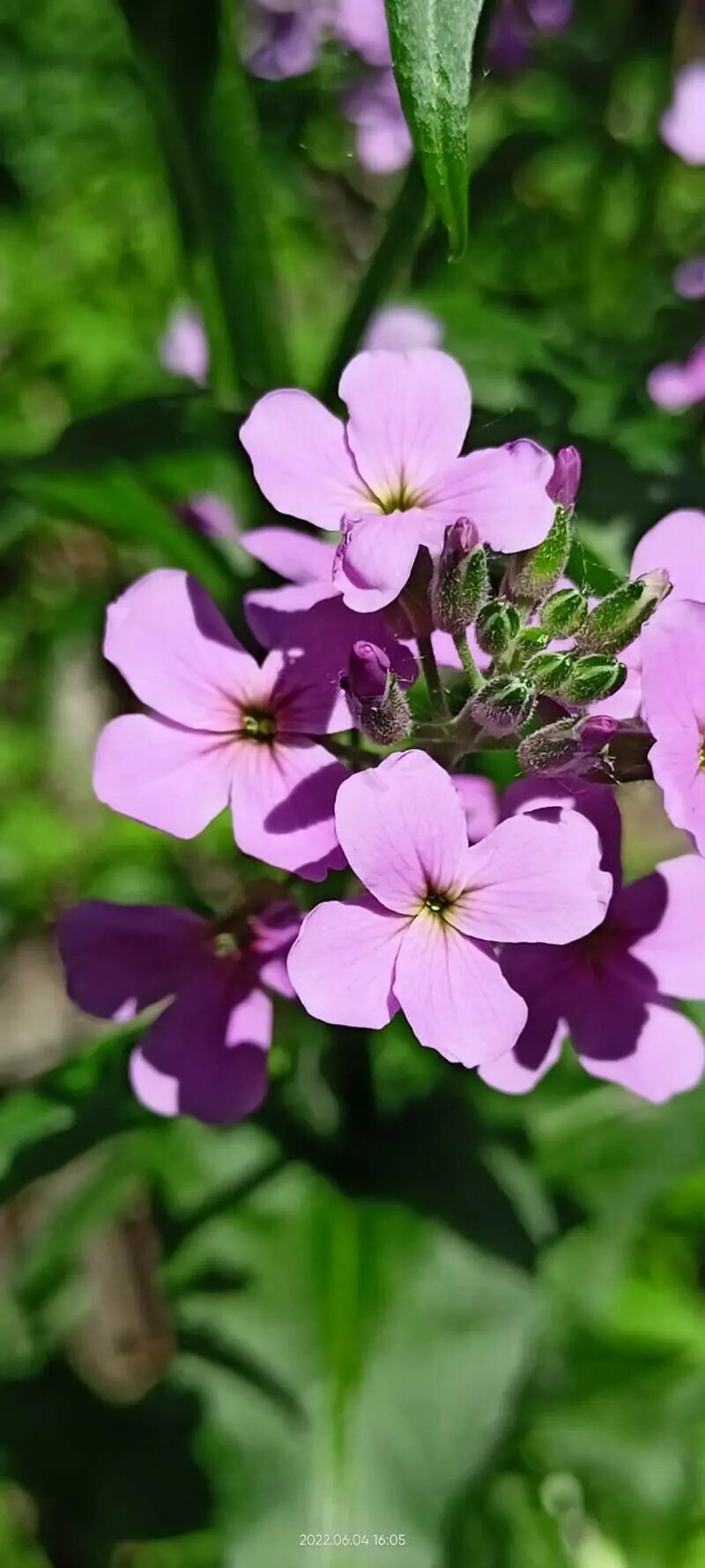 Pink Hesperis Matronalis Flower Seeds – Heirloom, Non-GMO, High Germination Seeds for Planting | Organic Garden Seeds