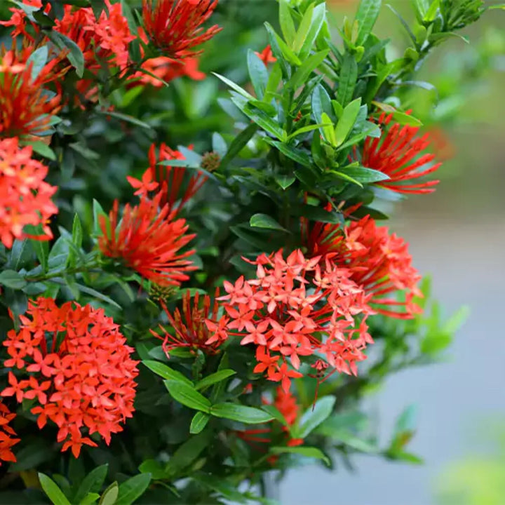 Ixora Flower Seeds Red – Heirloom, Non-GMO, High Germination Seeds for Planting