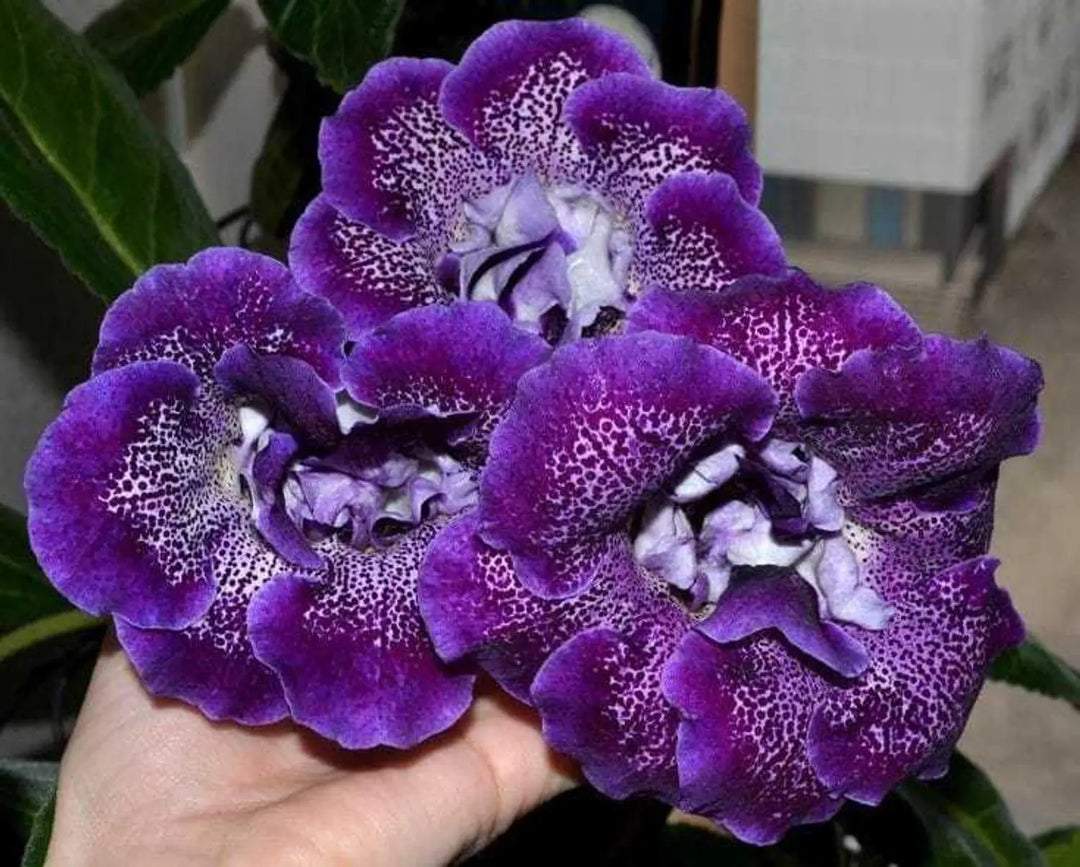Light Purple Gloxinia Flower Seeds Heirloom Non-GMO High Germination Organic Garden Seeds for Planting