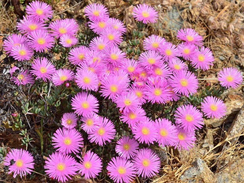 Pink Lampranthus Flower Seeds – Heirloom, Non-GMO, High Germination Seeds