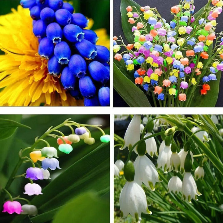 Lily of the Valley Flower Seeds Mixed – Heirloom, Non-GMO, High Germination Seeds