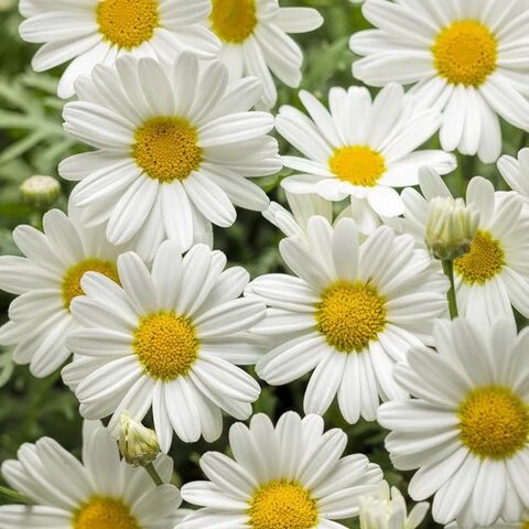 Daisy Flower Seeds White – Heirloom Non-GMO High Germination Organic Garden Seeds