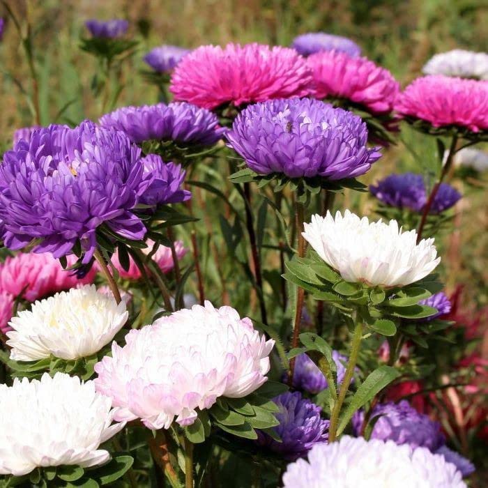 Blooming Chrysanthemum Flower Seeds Mixed – Heirloom Non-GMO High Germination Seeds