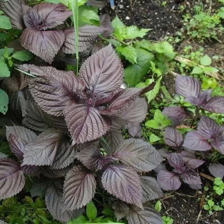 Wild Basil Beefsteak (Perilla) Seeds – Heirloom, Non-GMO, High Germination Seeds