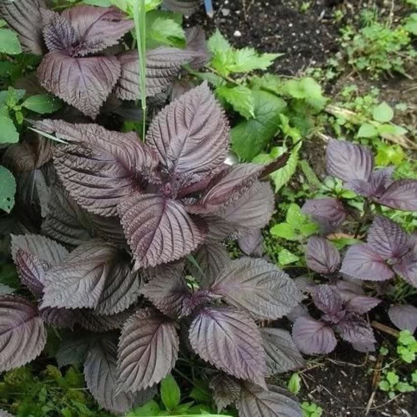 Wild Basil herb seeds