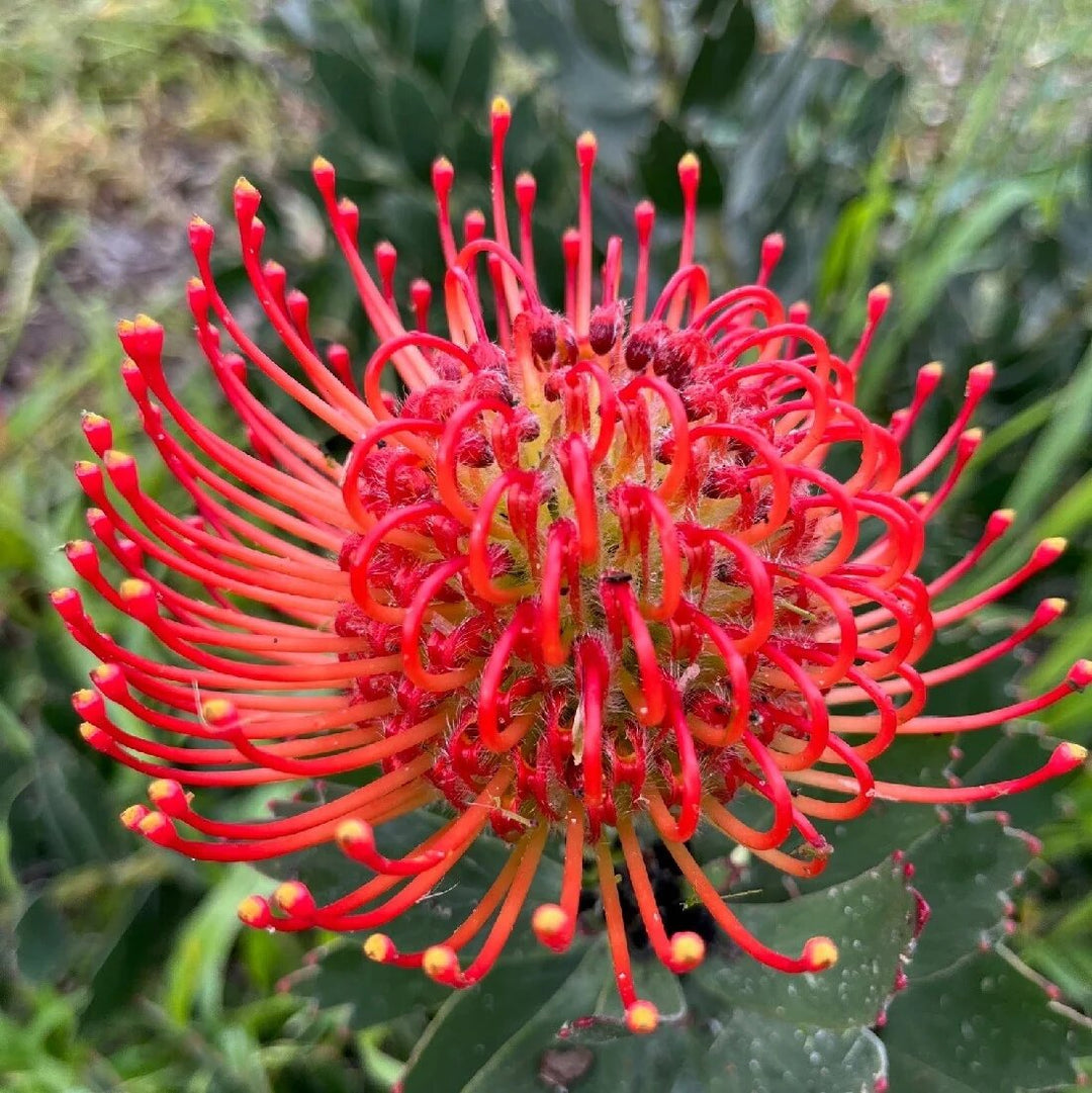 Leucospermum Flower Seeds Red – Heirloom, Non-GMO, High Germination Seeds
