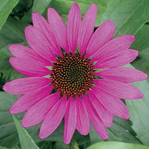 purple magnus flower seeds