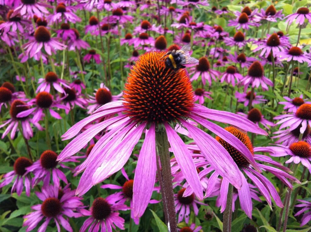 Perennial Pink Echinacea Flower Seeds – Heirloom, Non-GMO, High Germination