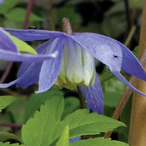 blue blue flower seeds