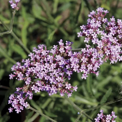 lavender pink flower seeds
