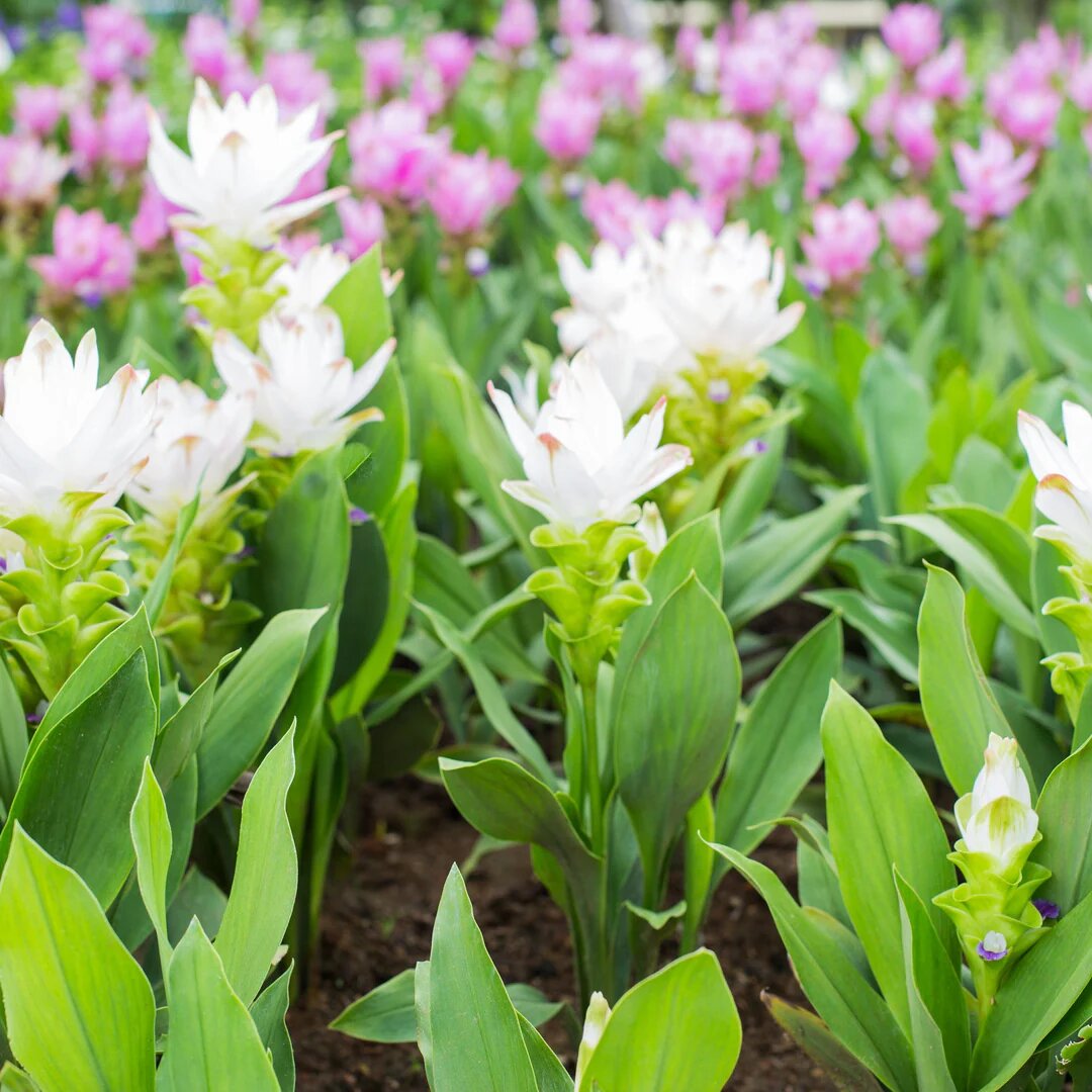 White Curcuma Flower Seeds – Heirloom Non-GMO High Germination Garden Seeds