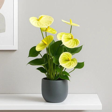 Semillas de flores de Anturio Amarillo para plantar - Semillas ecológicas, no modificadas genéticamente, de alta germinación y de polinización abierta