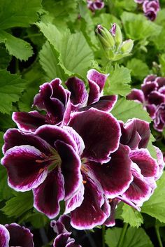 Semillas de geranio de color morado oscuro para plantar – Semillas cimarrón no transgénicas de alta germinación
