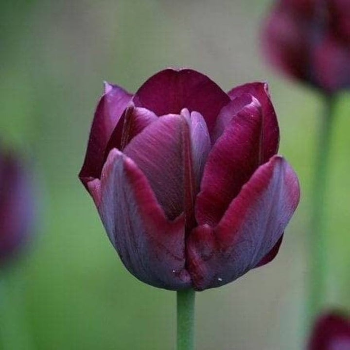 Burgundy Tulip Flower Seeds – Heirloom Non-GMO High Germination Seeds