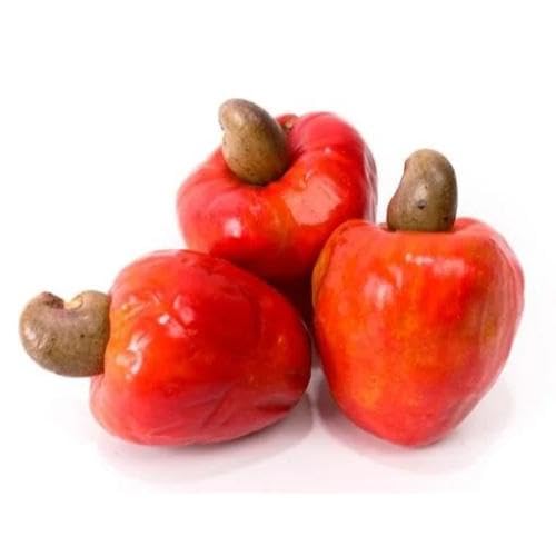 Mixed Cashew Nut Apple Seeds – Heirloom, Non-GMO, High Germination Organic Garden