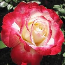 double delight flower seeds