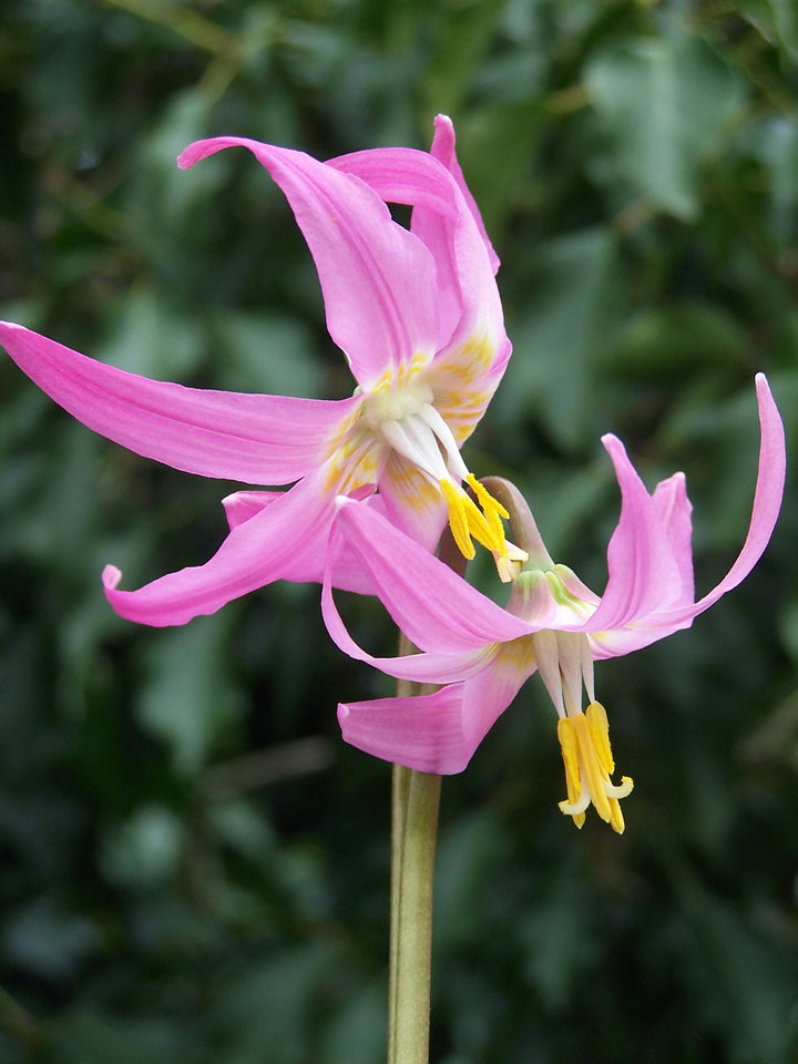 Erythronium Flower Seeds Pink – Heirloom, Non-GMO, High Germination Seeds