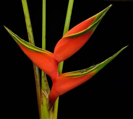 Heliconia Flower Seeds – Heirloom, Non-GMO, High Germination Organic Garden Seeds for Planting