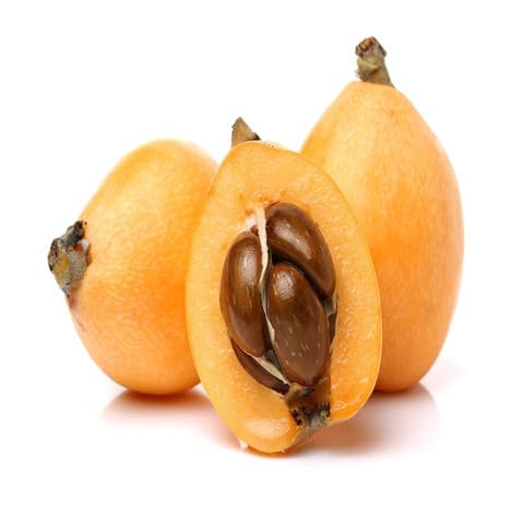 Orange Loquat Seeds – Heirloom, Non-GMO, High Germination Organic Garden Seeds