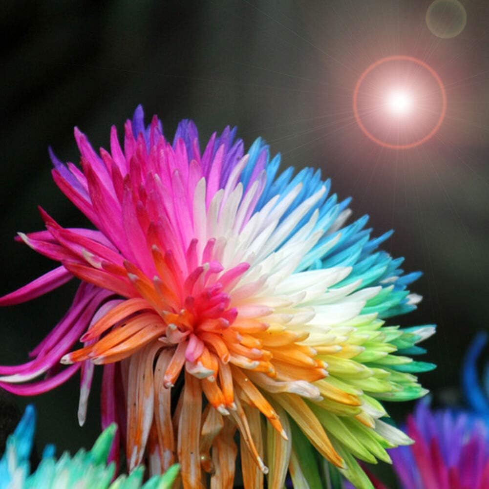 Mixed Rainbow Chrysanthemum Flower Seeds – Heirloom, Non-GMO, High Germination Seeds