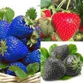 Heirloom Mixed Strawberry Fruit Seeds for Planting – Non-GMO High Germination Organic Garden Seeds