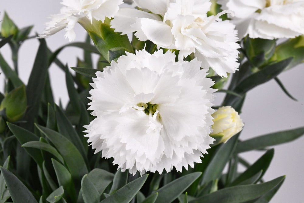 Dianthus Flower Seeds White for Planting – Heirloom Non-GMO High Germination Seeds