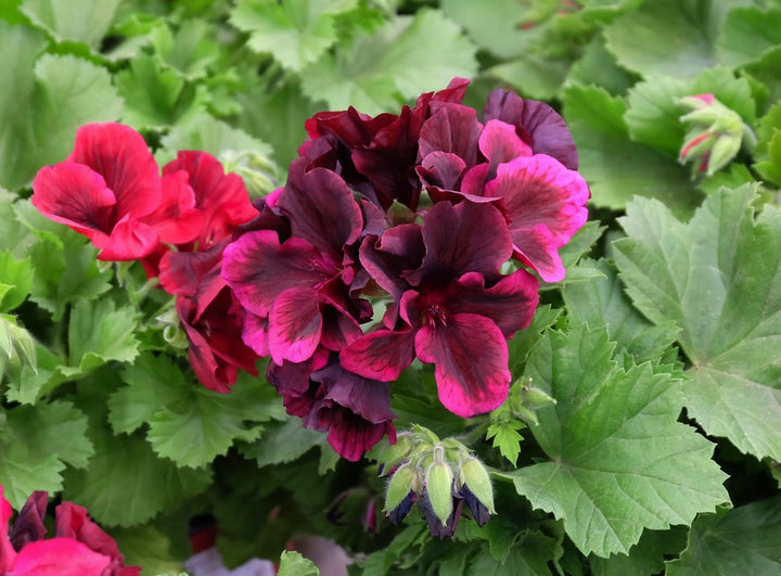 Maroon Geranium Flower Seeds – Heirloom, Non-GMO, High Germination Seeds