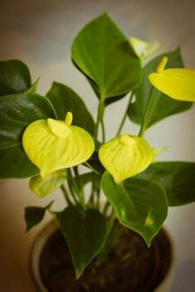 anthurium andraeanu flower seeds