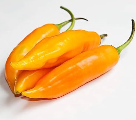Chilli Pepper Seeds – Heirloom, Non-GMO, High Germination Organic Garden Seeds Planting