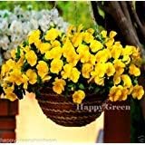 yellowpansyflowerheirloomnongmo flower seeds