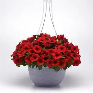red dark flower seeds
