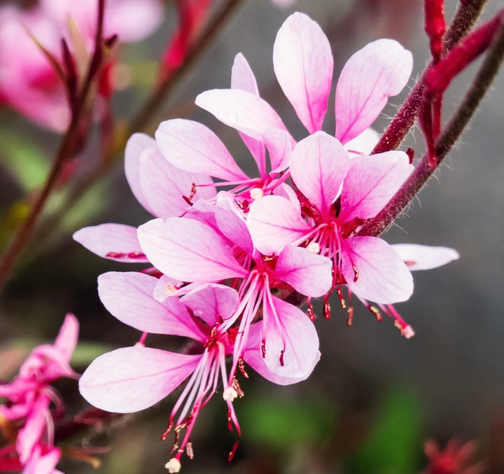 Gaura Flower Seeds Light Pink Heirloom Non-GMO High Germination Organic Garden Seeds for Planting