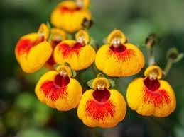 calceolaria flower flower seeds